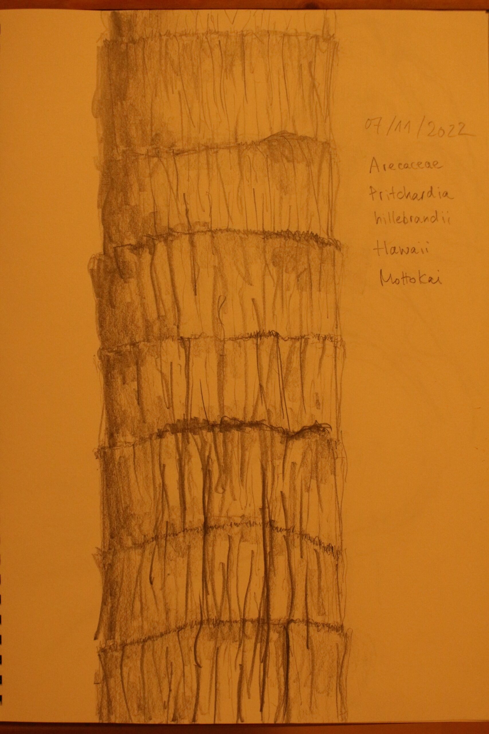 Botanischer Garten / Bleistift / 07. November 2022