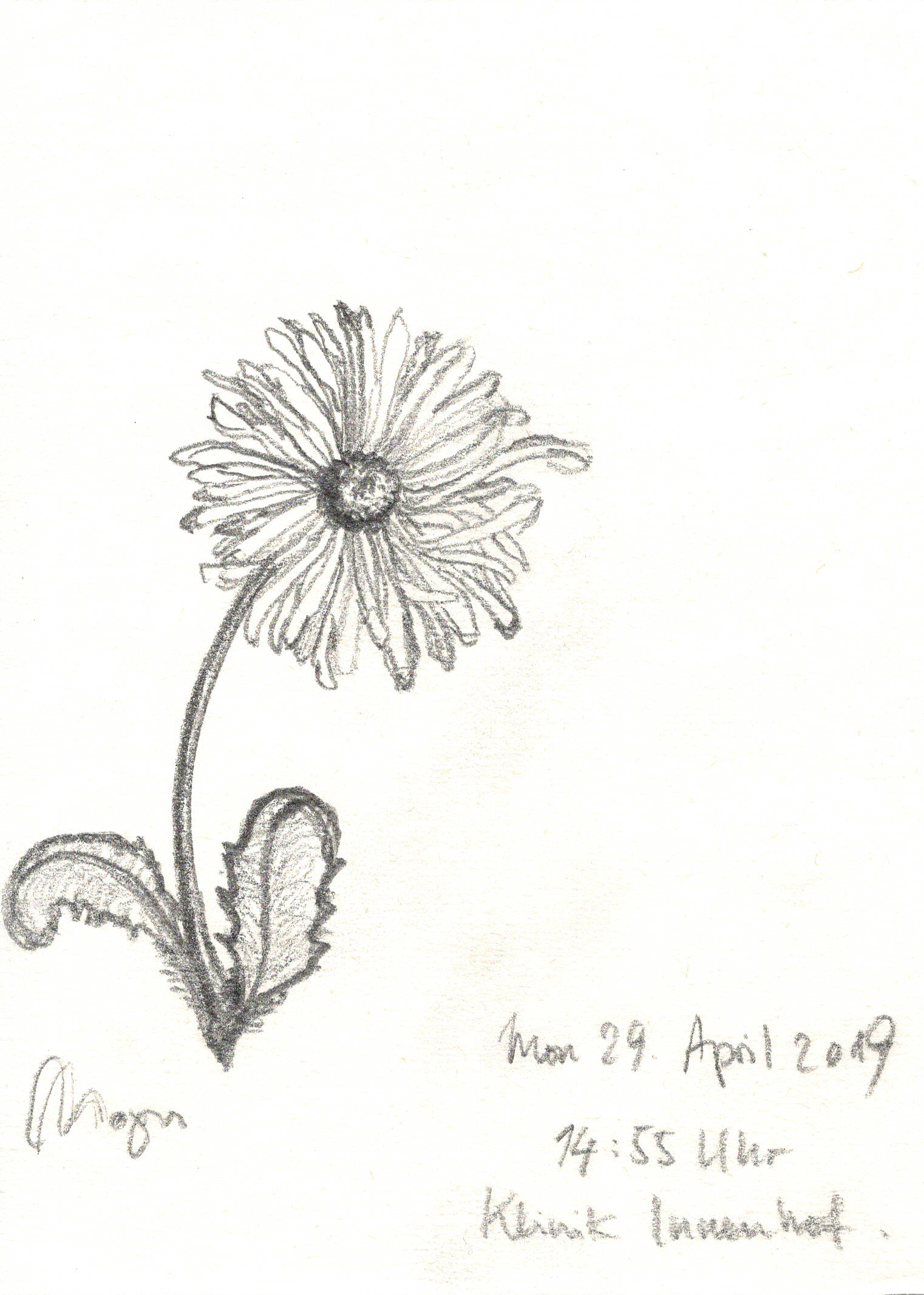 Gänseblümchen / Bleistift / 29. April 2019