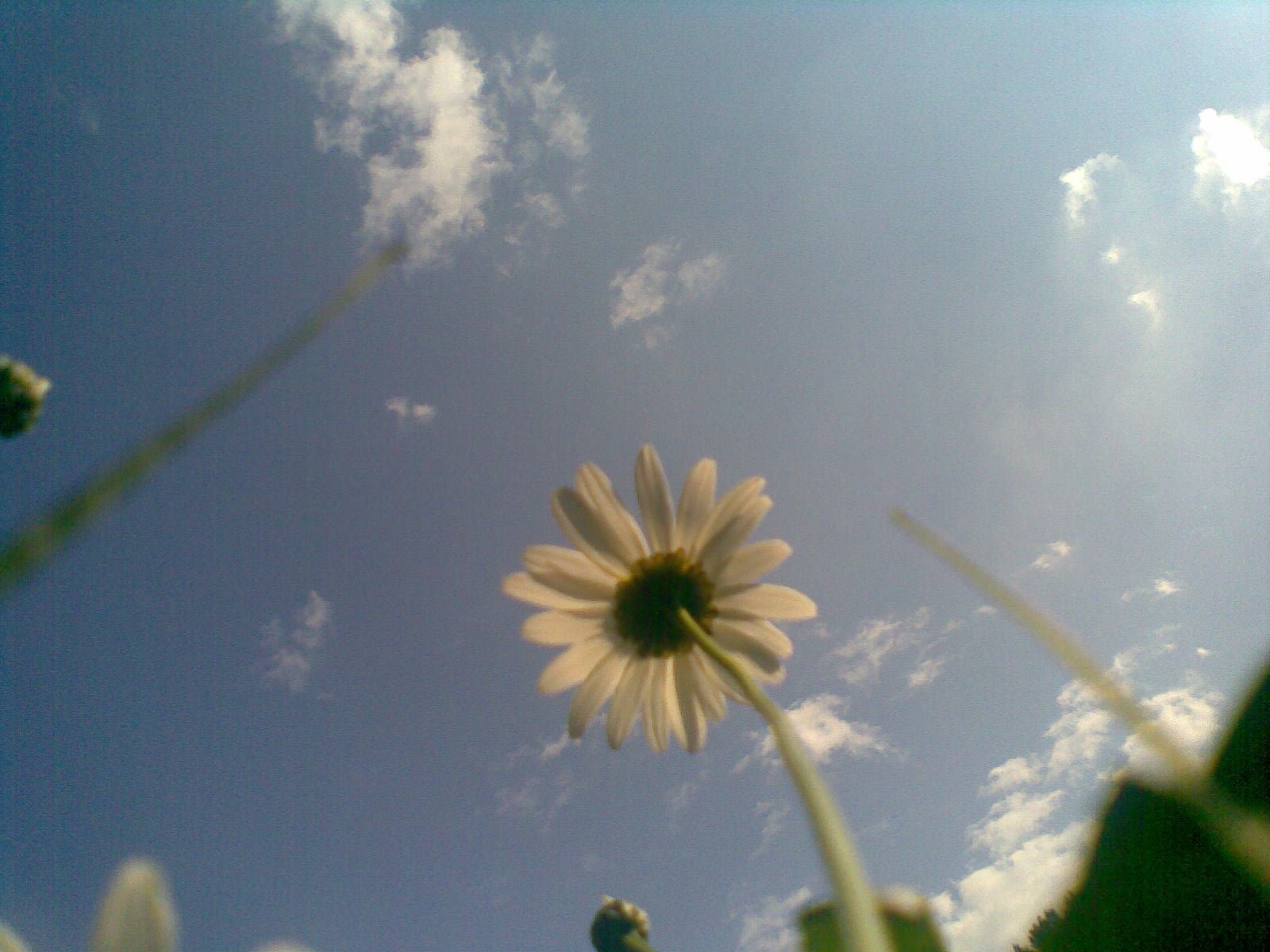 Sehnsucht / Handyfoto / 13. August 2010