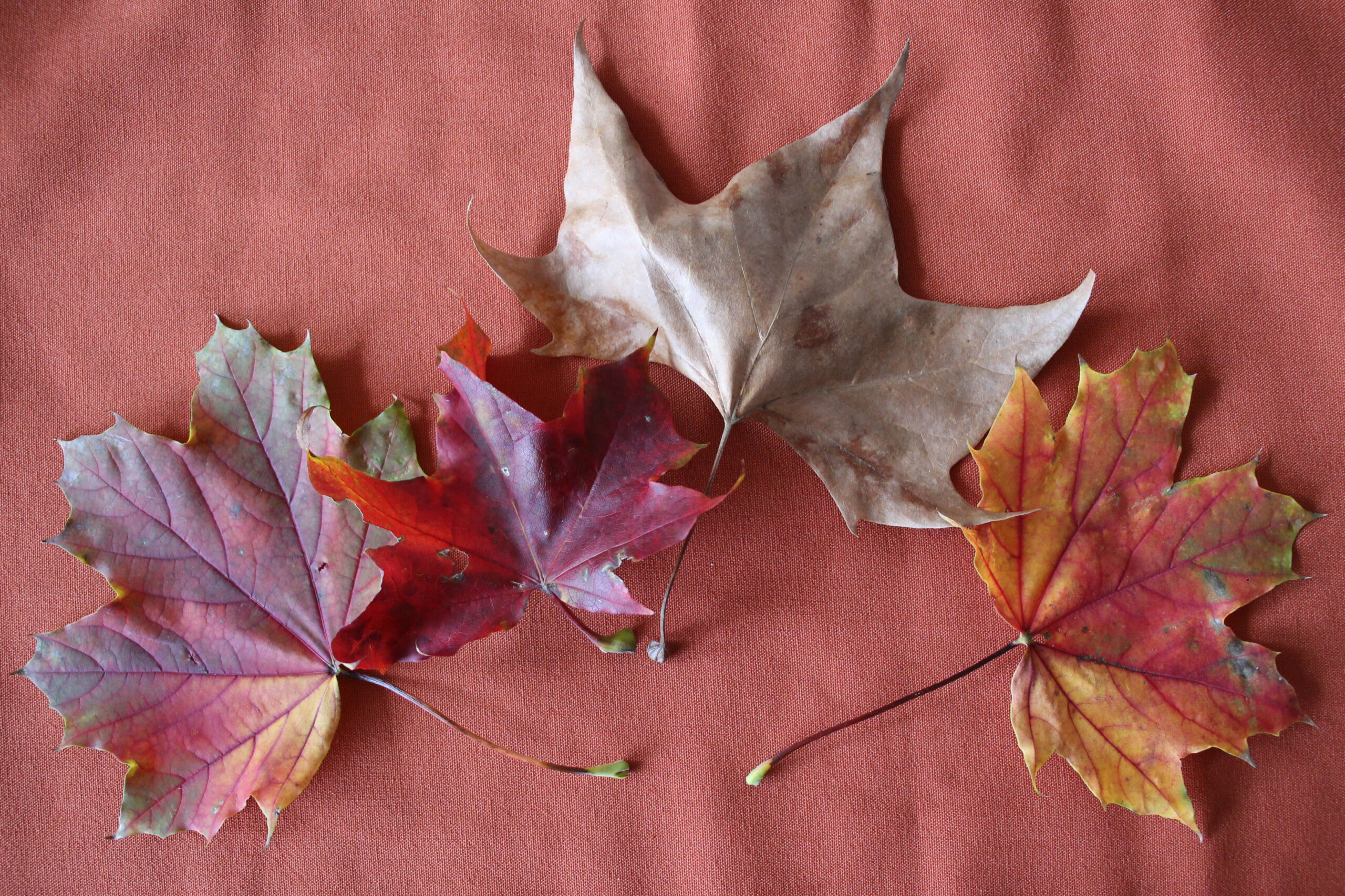 Sprechende Medizin ist heilende Medizin